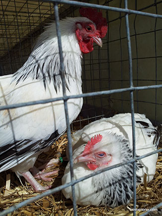 ferme pédagogique animaux de ferme poule sussex pondeuse pour visiter bienvenue à la ferme 41 avec LoireXplorer