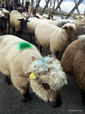 transhumance des moutons de Sologne en Val de Loire à Pouilly sur Loire