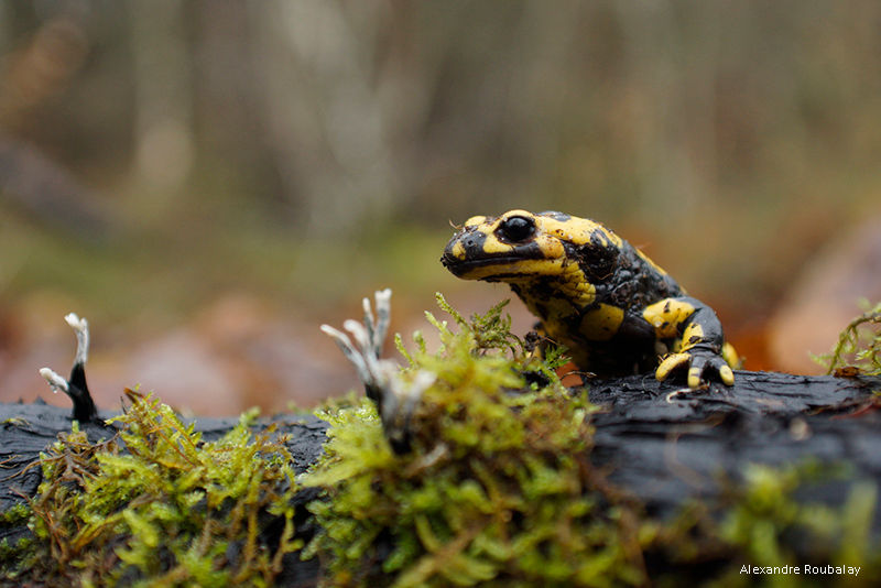 où trouver la salamandre tachetée où la voir