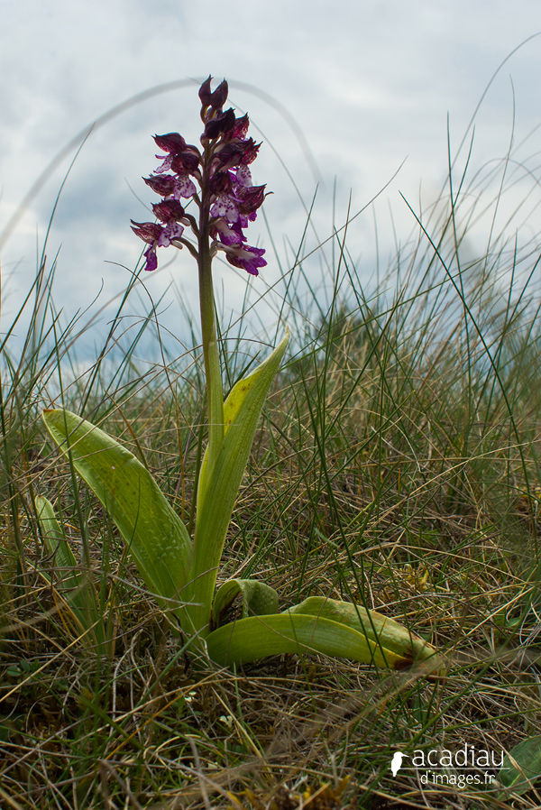orchidée sauvage en Val de Loire et région Centre