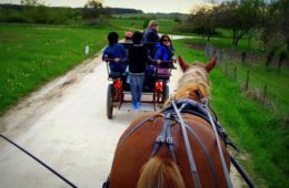 attelage cheval - vacances de Pâques en Val de Loire