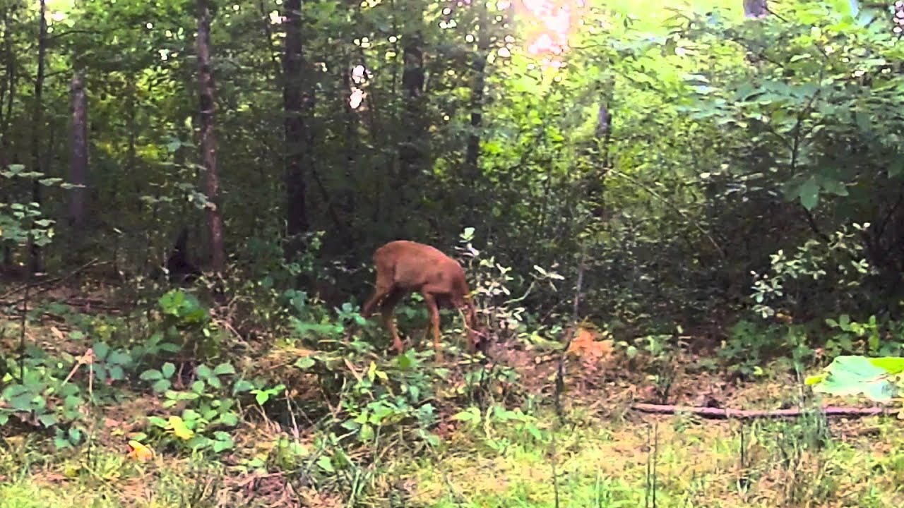 Comment observer les animaux sauvages en forêt ?