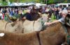 Foire aux ânes de Poulaines Indre Berry avec LoireXplorer