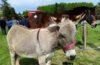 Fêtes des ânes Poulaines Indre Berry avec LoireXplorer âne de Provence