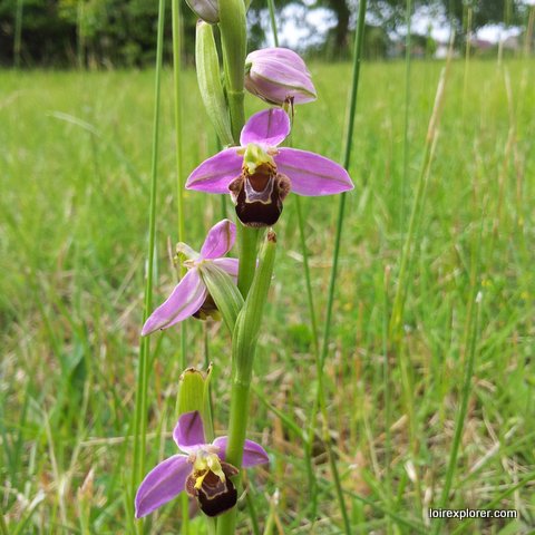protegez les orchidées sauvages en Val de Loire avec le Conservatoire d’espaces naturels de la région Centre