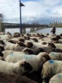 transhumance des moutons de Sologne en Val de Loire à Pouilly sur Loire