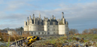 où trouver la alamandre tachetée devant le Château de Chambord