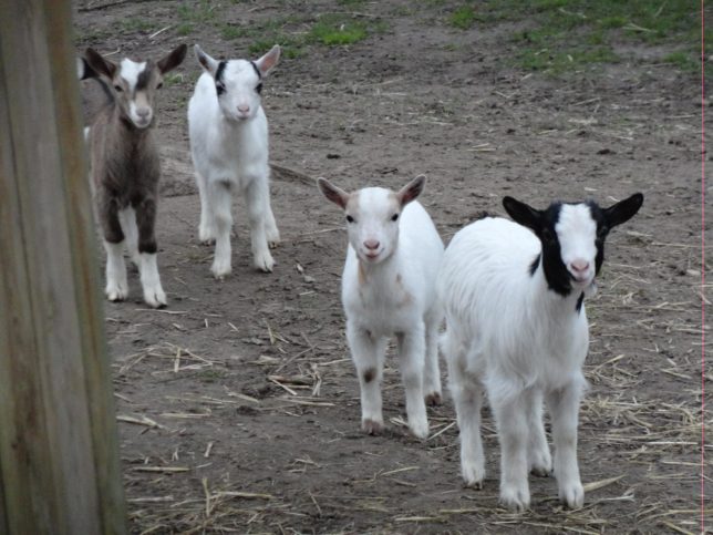Les mini chèvres de la mini ferme de Fort Ninos - crédit photo © Alméria Parc Les mini chèvres de la mini ferme de Fort Ninos à l'Alméria Parc, parc de loisirs équestres familial et insolite en Sologne - crédit photo © Alméria Parc