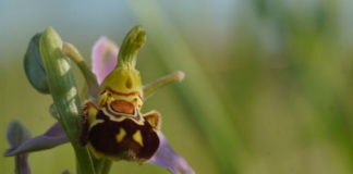 orchidée sauvage en Val de Loire et région Centre