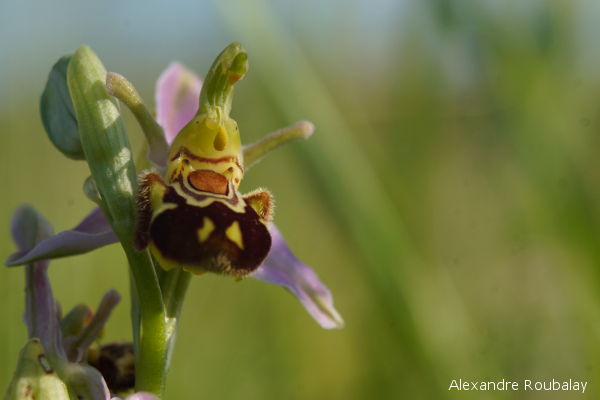 Orchidée sauvage en Val de Loire : où la découvrir ?
