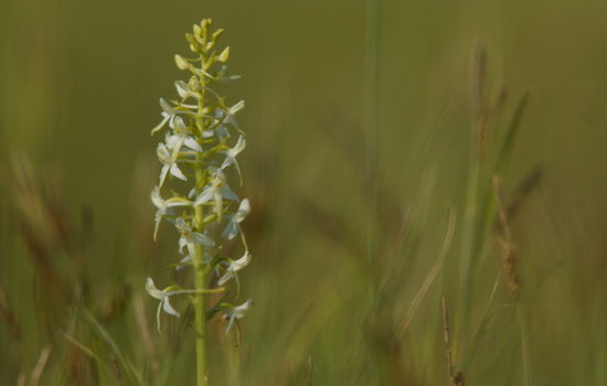orchidée sauvage en Val de Loire et région Centre