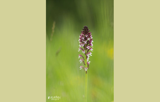 http://loirexplorer.com/orchidee-sauvage-val-de-loire/