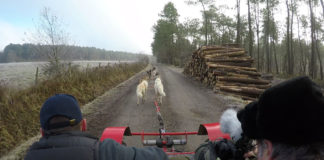 cani kart touraine chien de traineau husky sibérien latitude Nordique