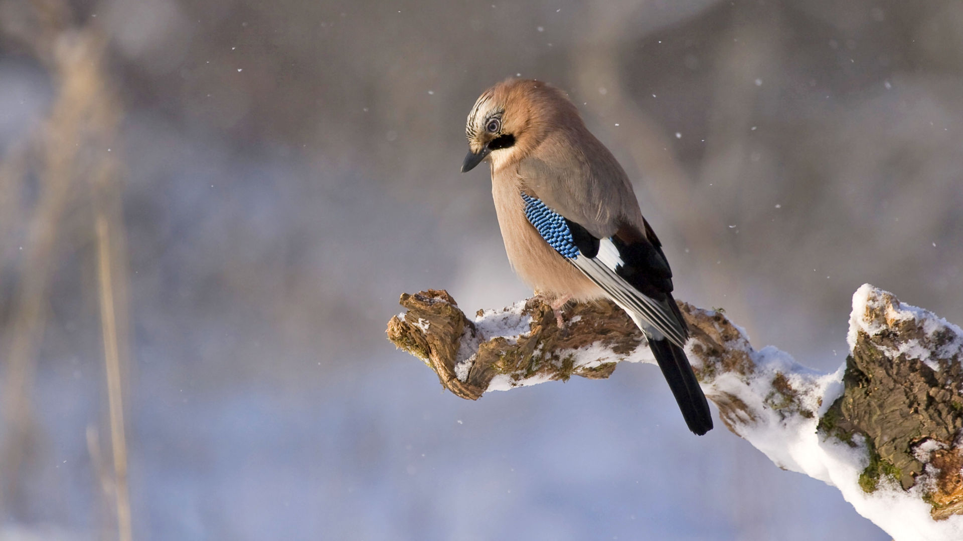 Comment aider les oiseaux l'hiver Geai