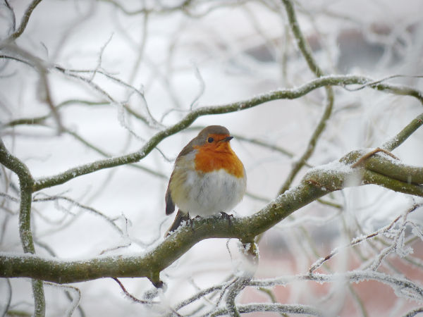 Comment aider les oiseaux en hiver rouge gorge
