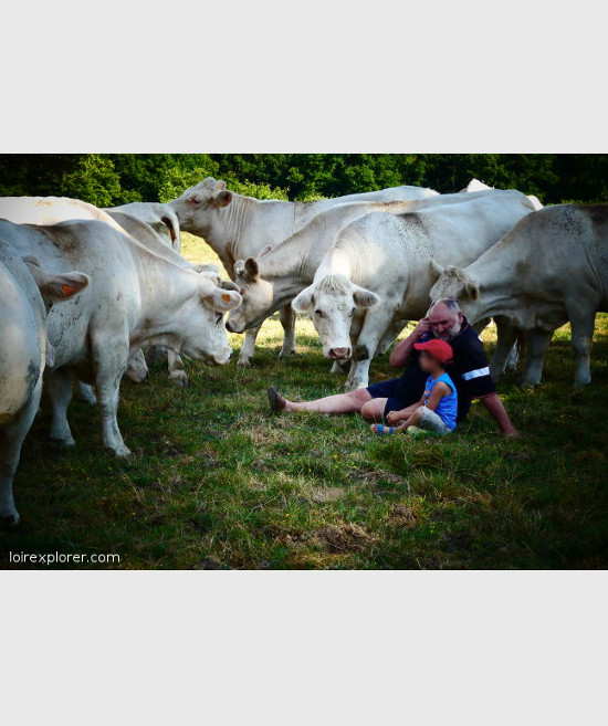 voyage insolite au centre de la france vache charolaise idée d'excursion